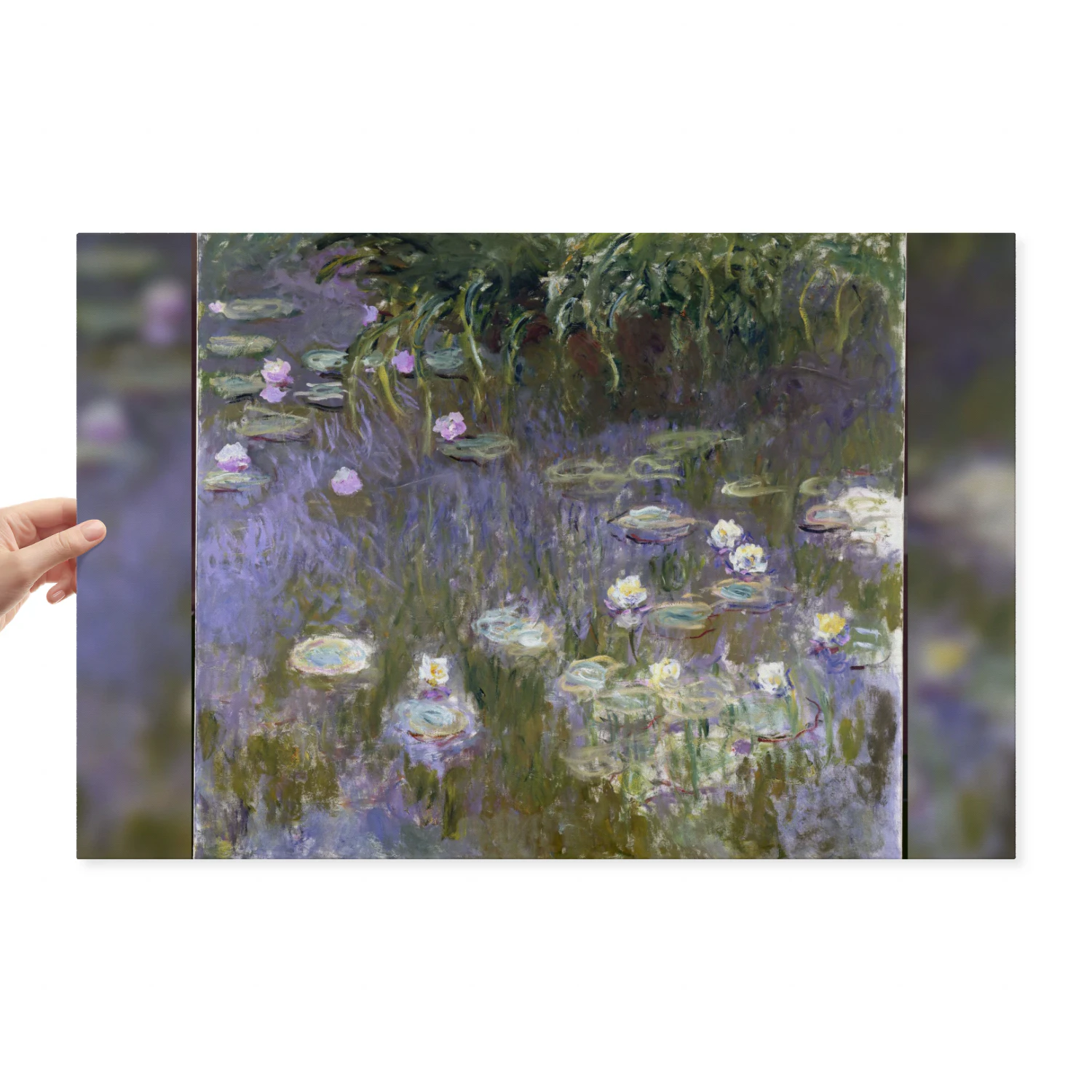 Water Lilies Canvas Print - 30x20