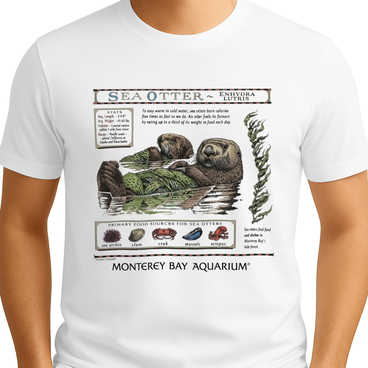 Sea Otter Vintage Nature Graphic T-Shirt, Monterey Bay Aquarium Style, Coastal Wildlife Illustration Tee, Marine Animal Retro Shirt, Ocean Lover Gift