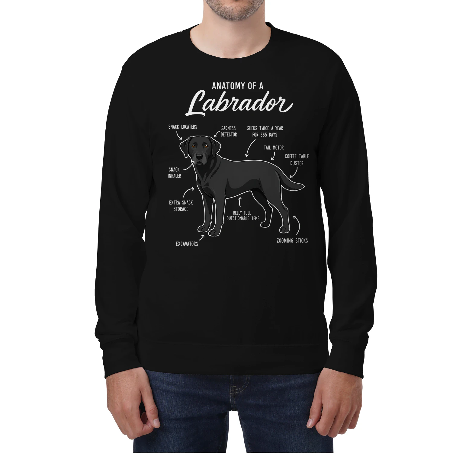 Anatomy of a Labrador