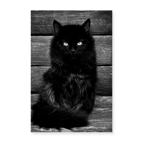 Presence — Black Cat Portrait Photography