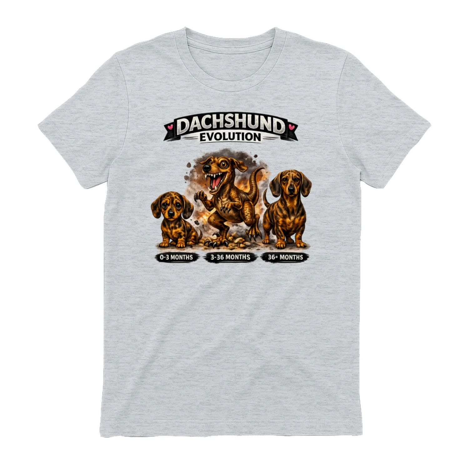 DACHSHUND ÉVOLUTION... 