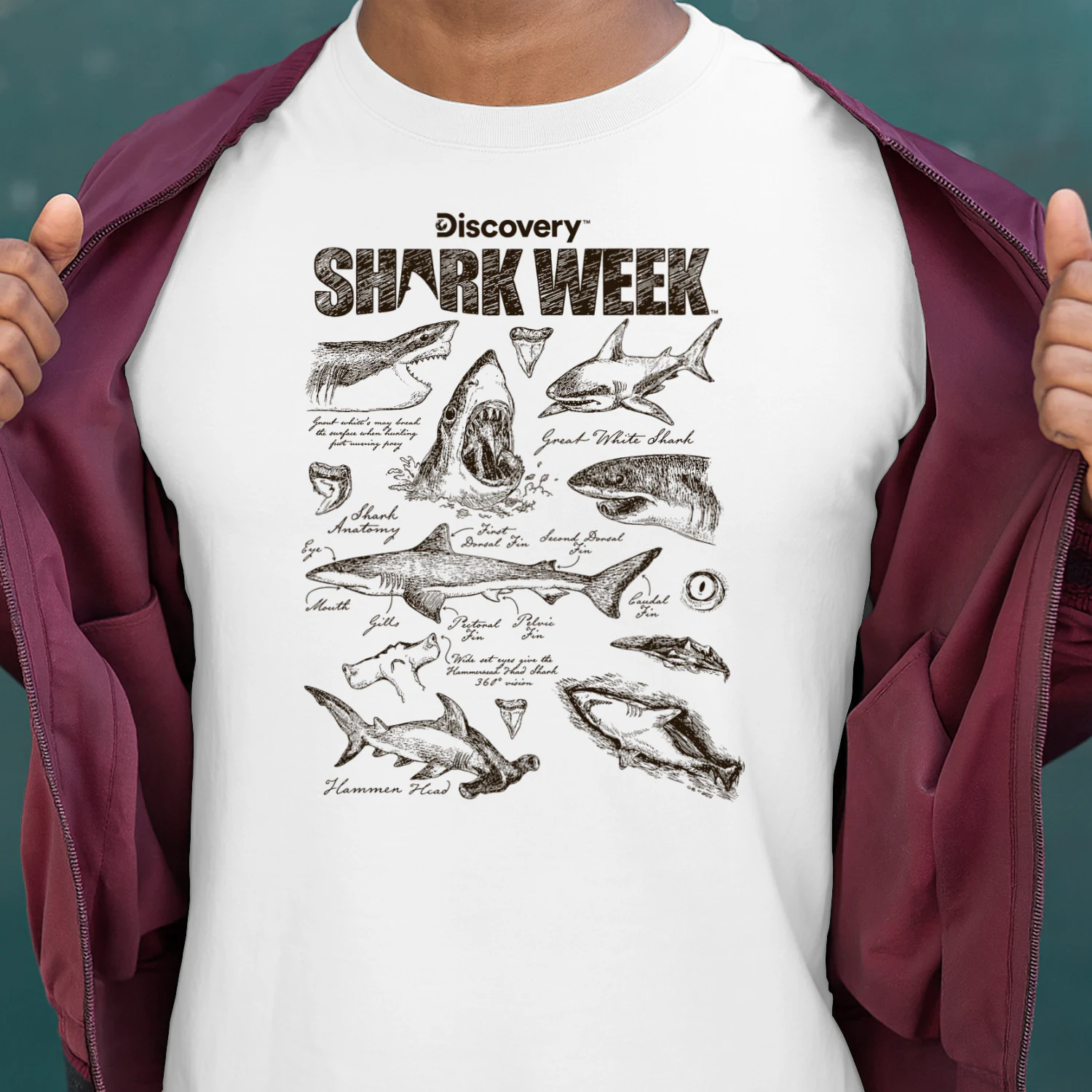 Shark Week Infographic Sharks Textbook Jumble Shark