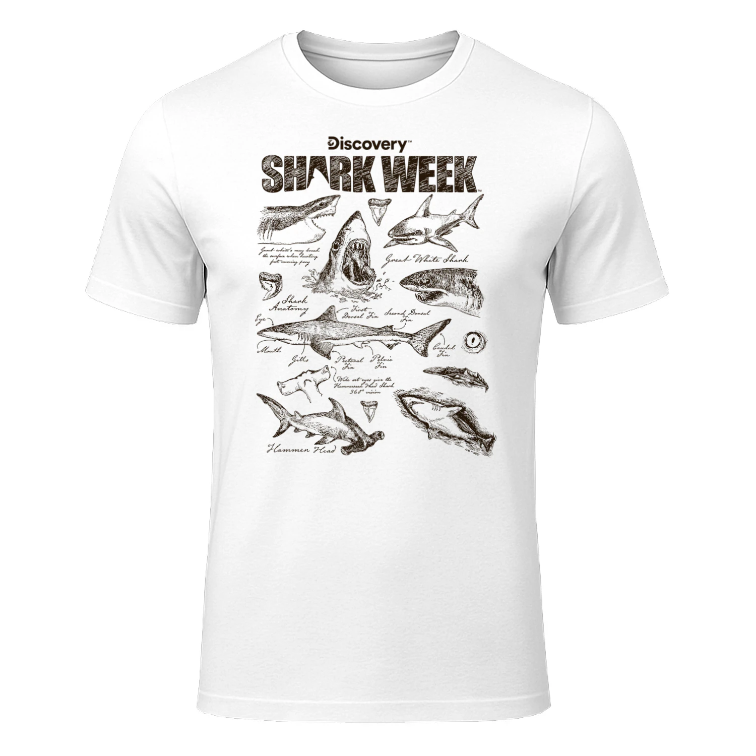 Shark Week Infographic Sharks Textbook Jumble Shark