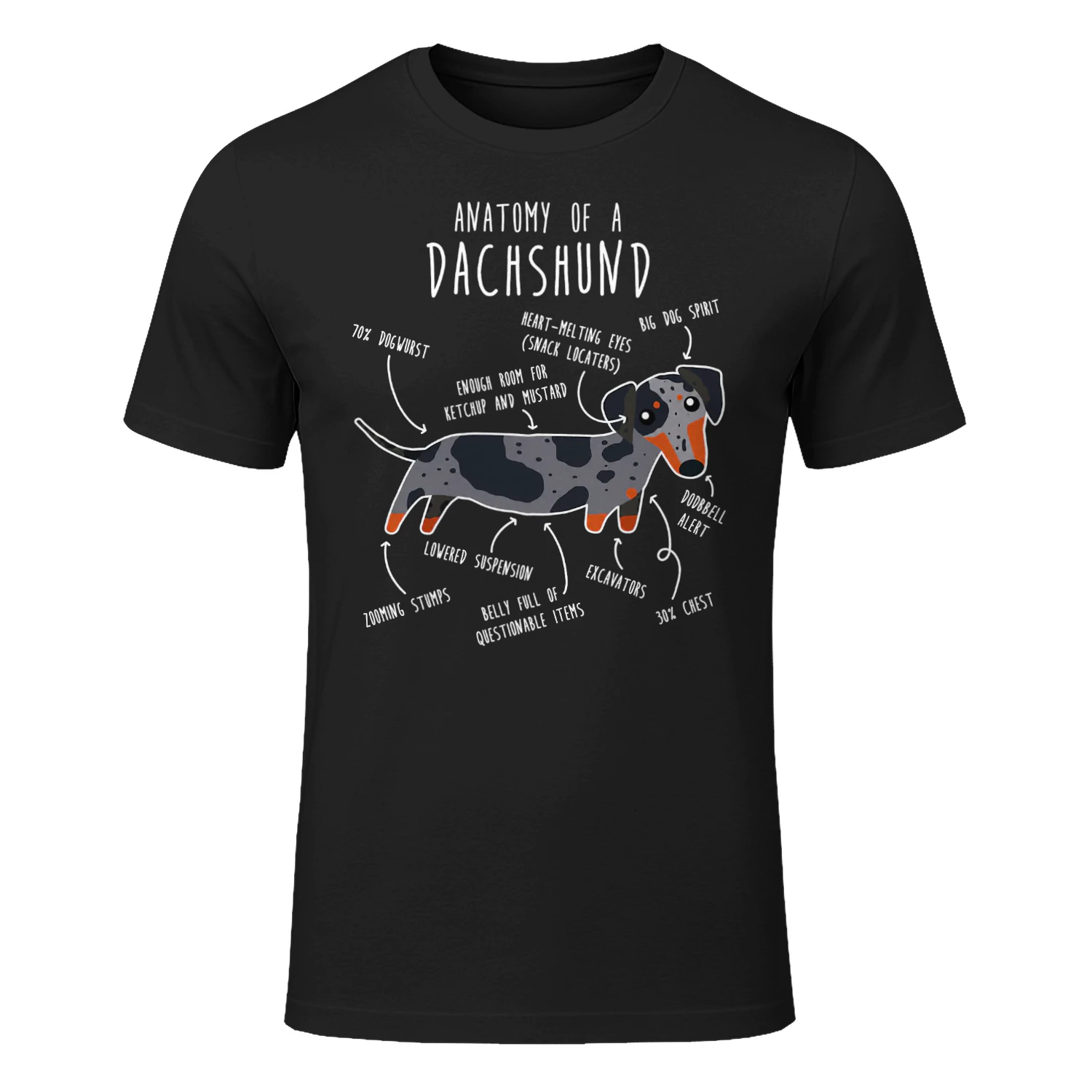 Blue Dapple Dachshund Dog Anatomy Dachshund