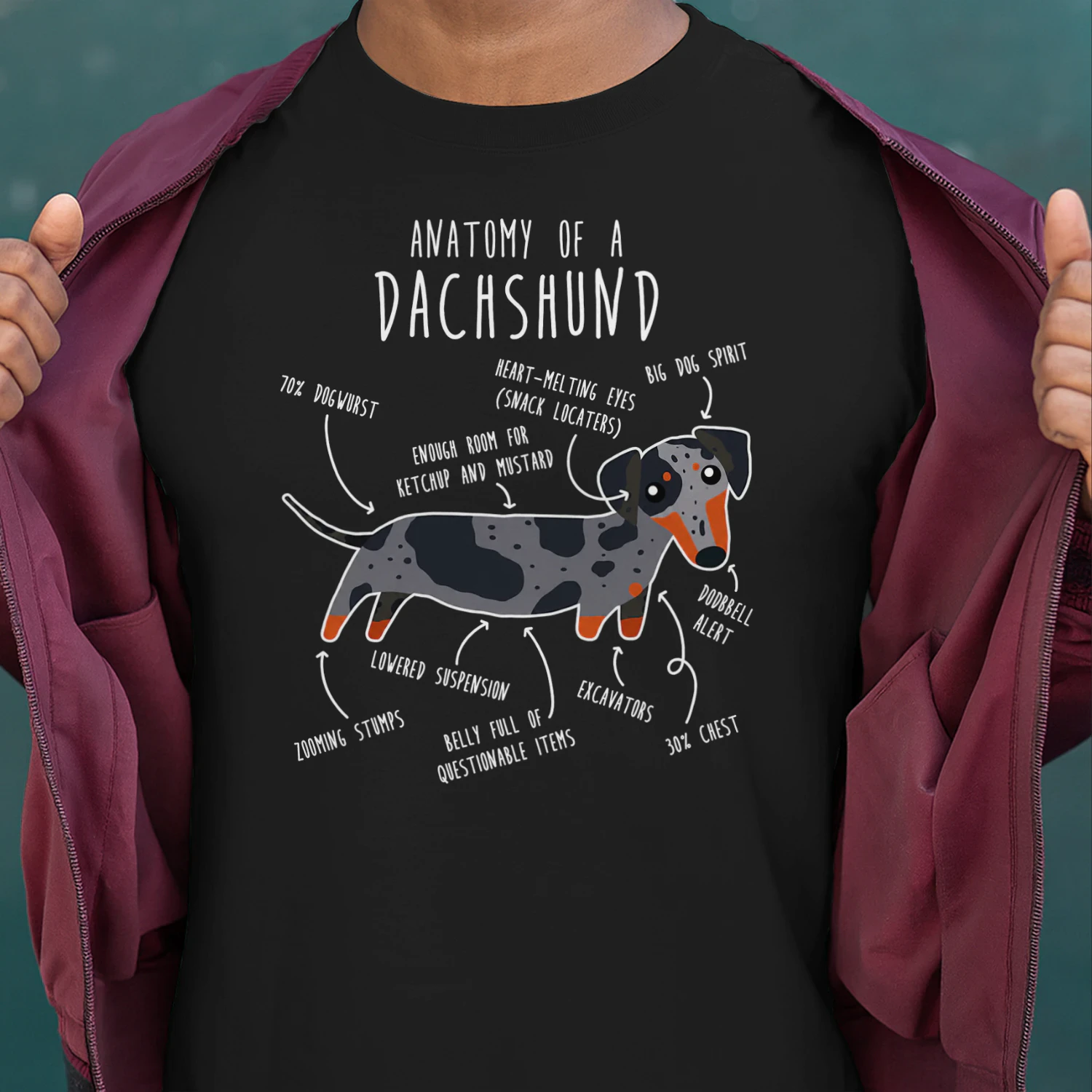 Blue Dapple Dachshund Dog Anatomy Dachshund